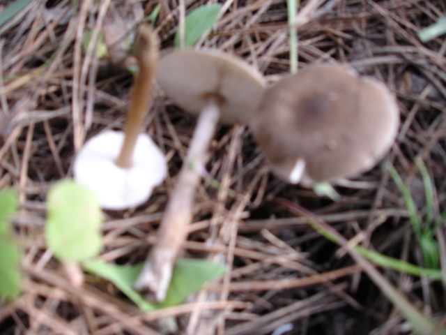 Murgia  Novembre  2007